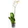 Белая орхидея Фаленопсис в горшке. ОАЭ